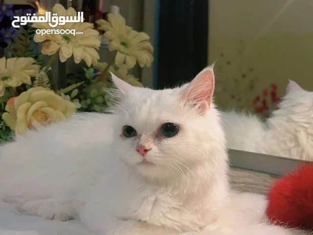 شيرازي انثى