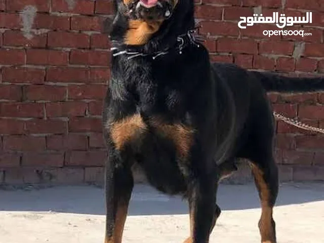 محتاج كلاب للتبني ضروري ياريت الي معا حاجه يتصل بيا