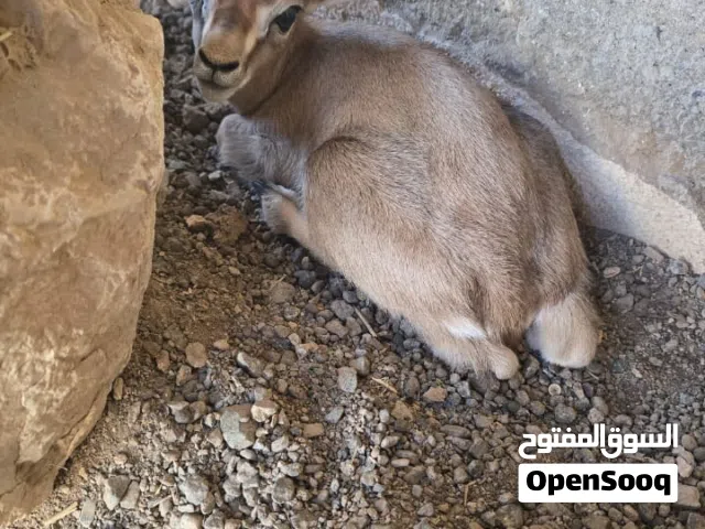 البيع عنز داماني