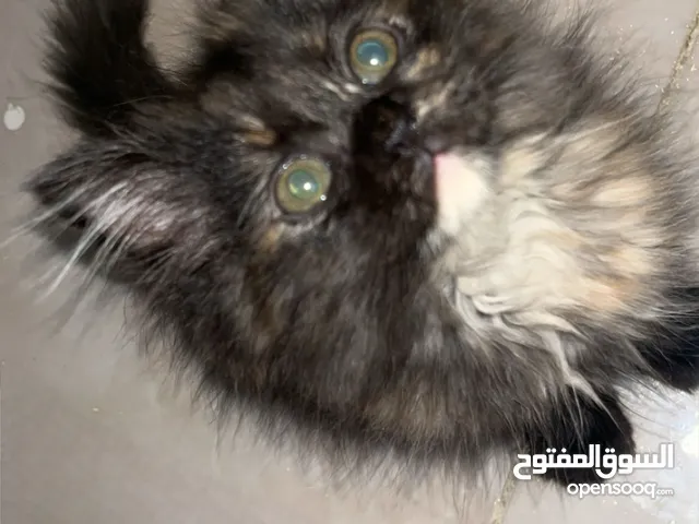 قطه للتبني