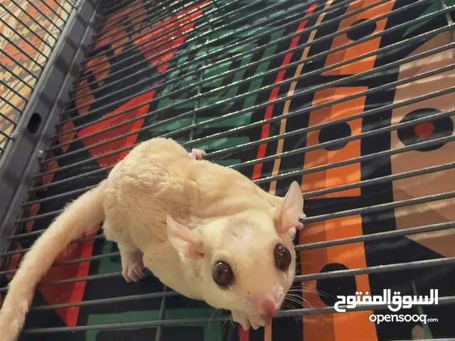 Albino cremino sugar glider
