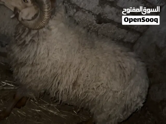 خروف للبيع