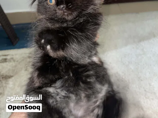 قطط للبيع folded ears