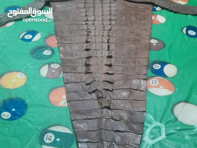 جلد تمساح طبيعي مع الراس