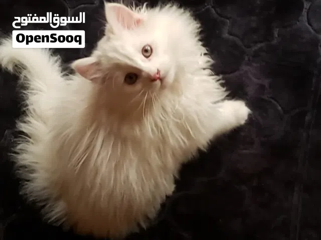 قط شيرازي العمر 3 اشهر ذكر