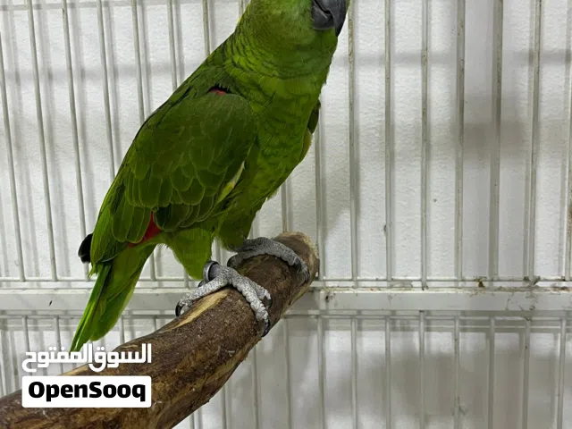 للبيع يلو ناب امازون البحرين - For sale Yellow naped amazon