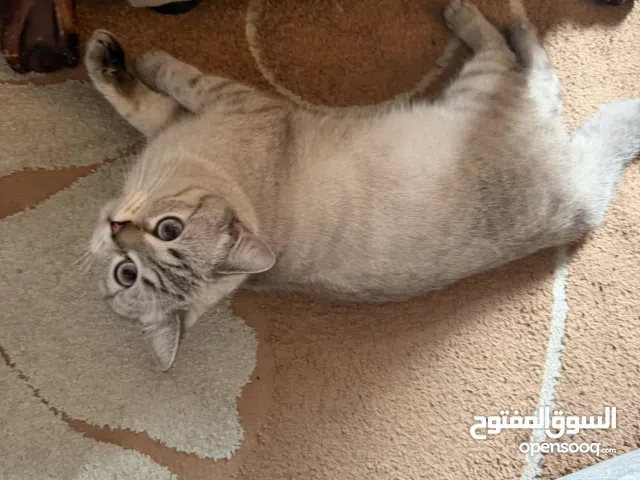 للبيع عمره  سنه وشهر