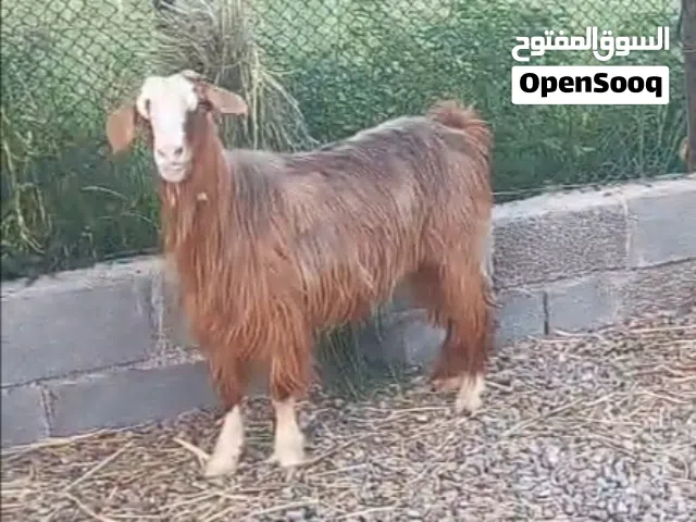 للبيع شاه عمانيه