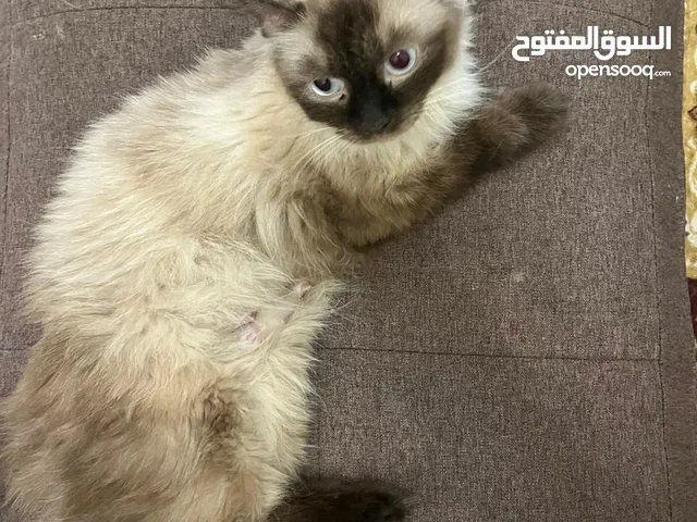 بيع 2قطط صغيرة مع امهم أعمارهم شهر ونص