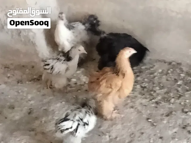 صيصان براهمي عمر من شهرين ل ثلاث اشهر صحه والنضافه ماشاء الله