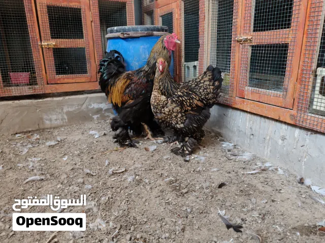 زوج براهما سبرايت ذهبي
