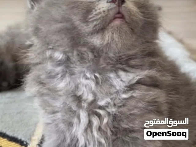 قطط شيرازي