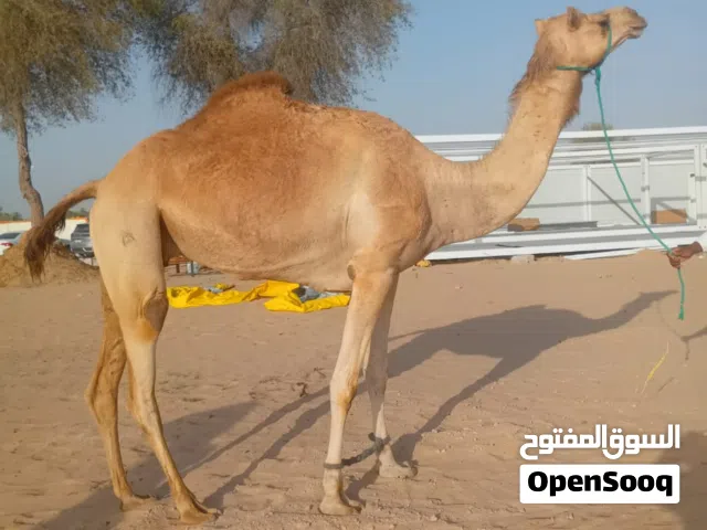 اعلان تحميل جميع انواع الحلال من الامارات لي السعودية و قطر بشكل يومي و يجد لدينة حلال للبيع