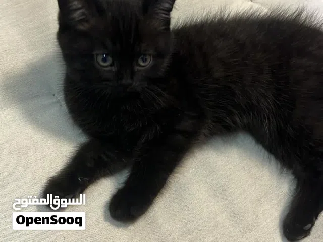 قطة سكوتش فولد رمادي مع أسود  نظيفة للبيع – عمر صغير بسعر منافس للسوق قابل للتفاوض