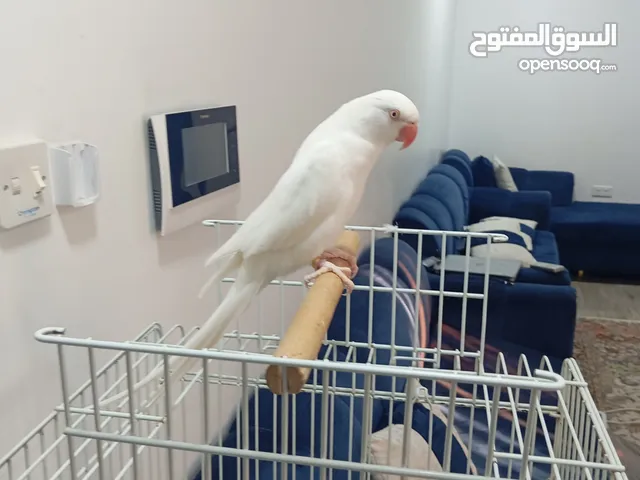 متو البينو انتاج بحريني