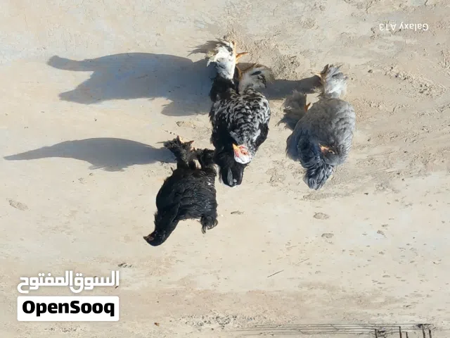 السلام عليكم متوفر برهمي العملاق ربي يبارك مشاء الله العداد ثلاثه عتوقتين وفروج بادن الله