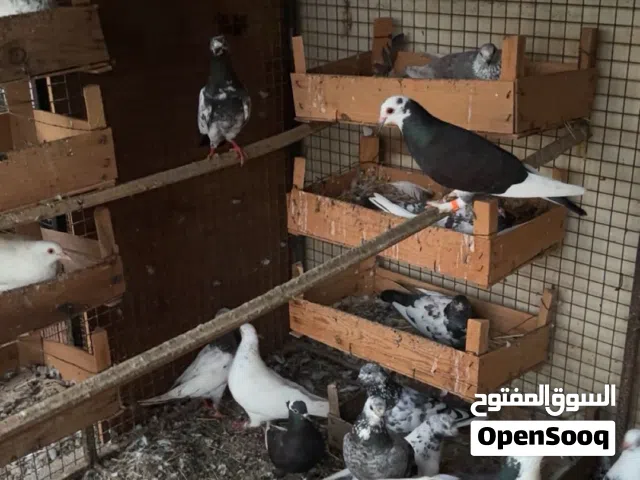 حمام بلدي او حمام عماني شوف الوصف