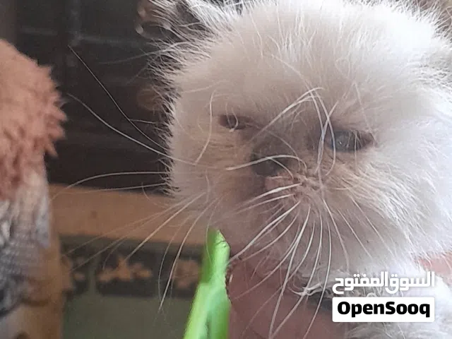 قطط هملايا للبيع