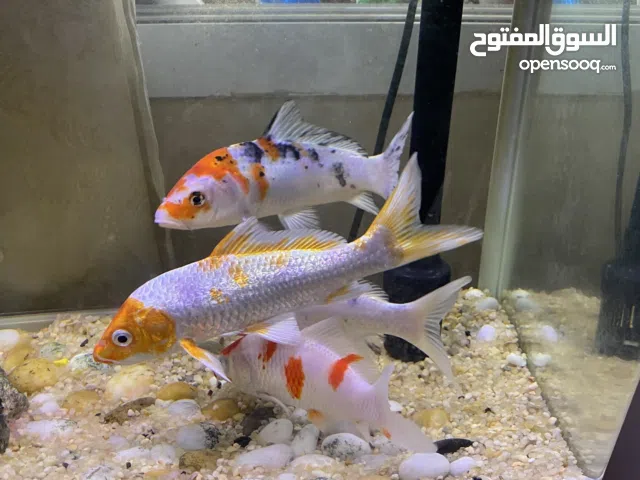 أسماك زينه حجم كبير