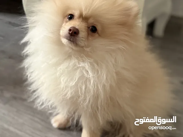 كلب بوميرينيان