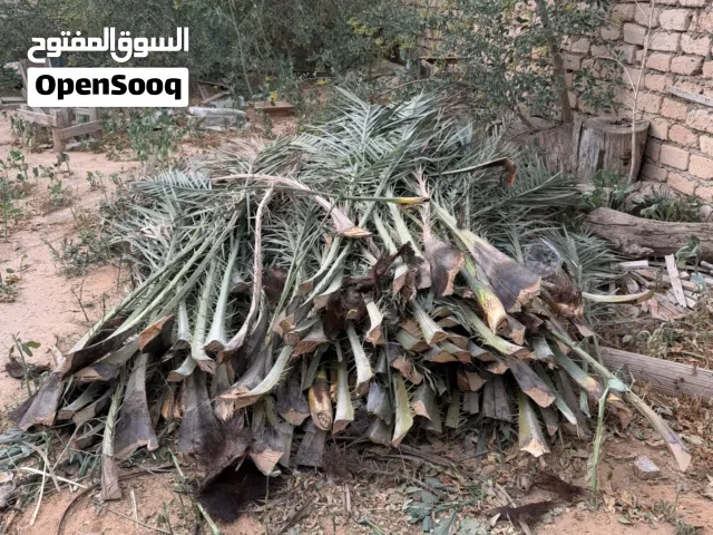 يوجد كميات سعف للأكواخ