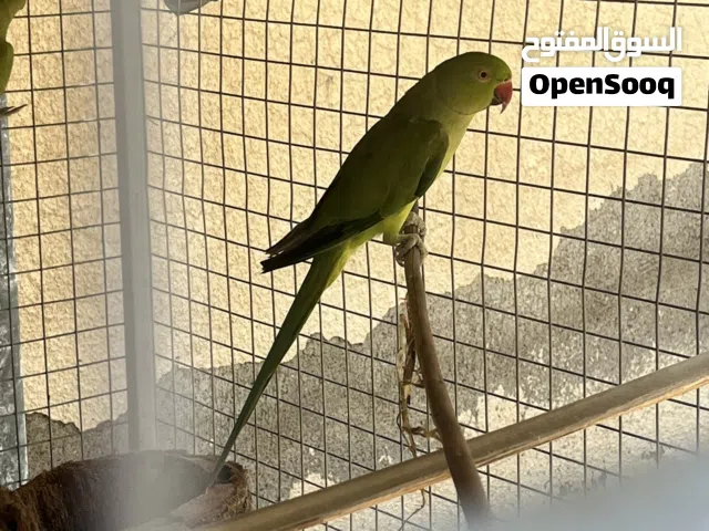 بغبغاء دره للبيع
