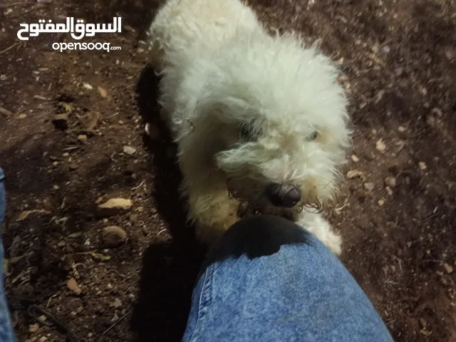 50 دينار فقط