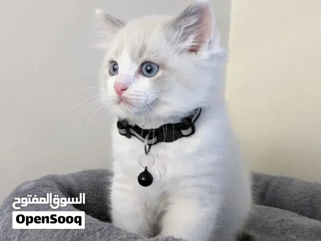 9-Weeks-Old Ragdoll  kitten for Sale