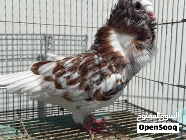 أنثى نمساويه