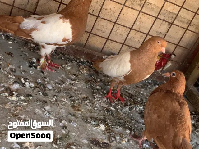 حمام مشكل للبيع  او للبدل علا عصافير او آيات اشي