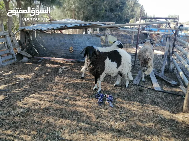 ثلاث خرفان عيد