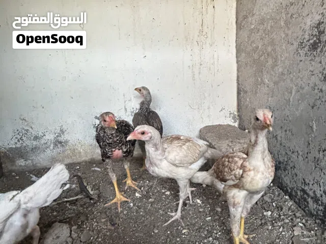 بتشوهات باكستاني سندي