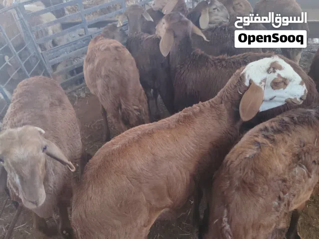 يوجد لدينا جميع انواع الذبايح حري نعيمي سواكني رفيدي مرابي
