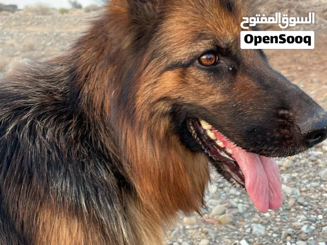 كلب راعي الاماني جيرمن شيبرد للبيع