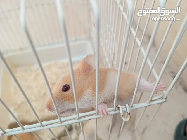 هامستر هولندي ام وابنين
