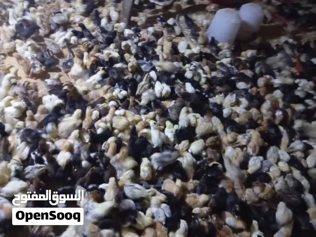 السلام عليكم ورحمة الله وبركاته  بسم الله توكلنا على الله  متوفر كتكوت عربي بجميع أنواعه