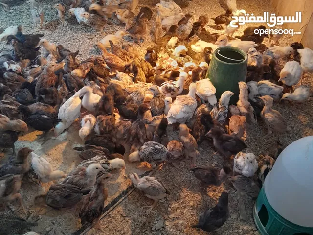 صوص بلدي للبيع