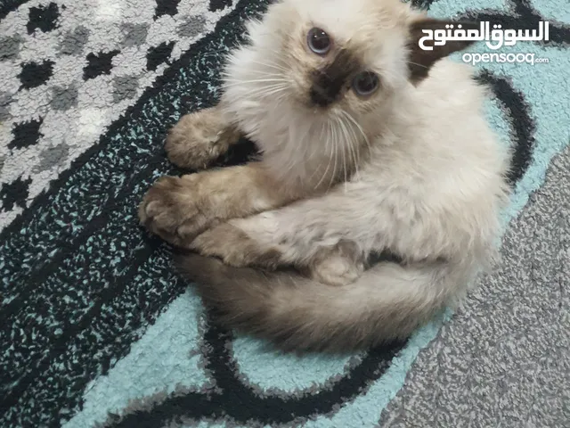 cat for adoption