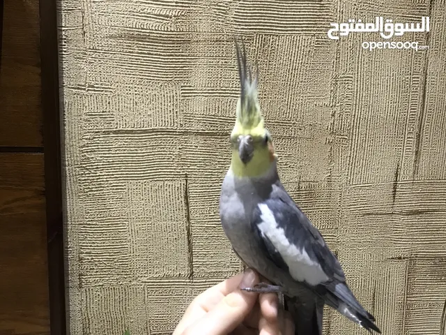 ببغاء الكوكتيل للبيع بسعر جيد جدا جدا اليف