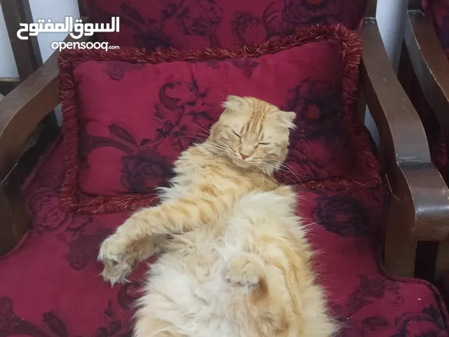 قط ل البيع ب 10 دنانير مع الحمام