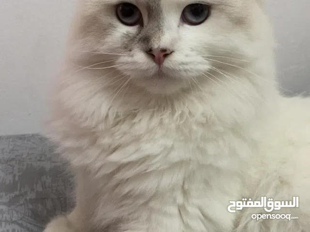 Adorable Cats Ready for Adoption!