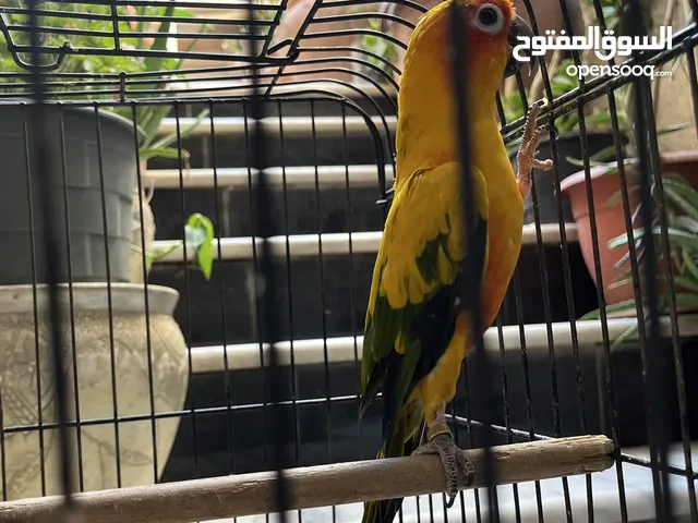 ببغاء صن كنيور  Sun Knior Parrot