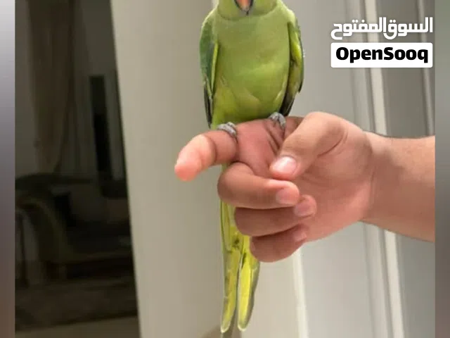 ببغاء دره اليف