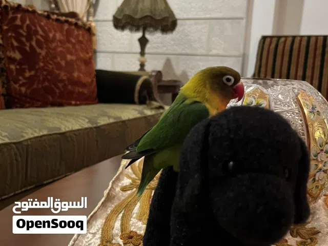 ببغاء فيشر اصلي ذكر مدرب ع كل شي بوقف عل يد و عل راس و كتف و احكيلو كوكو بيجي