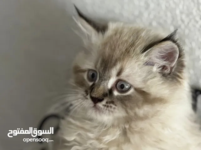 قطط للبيع في الطايف في مكه والجده