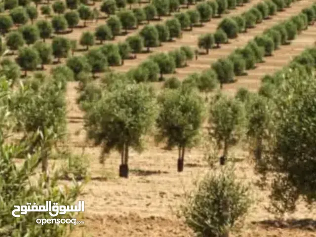 Mixed Use Land for Sale in Sfax Other
