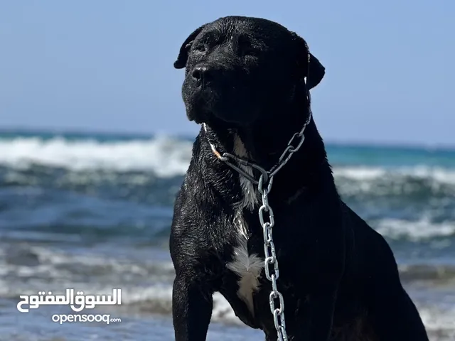 كلب بيتبول بلاك نوز
