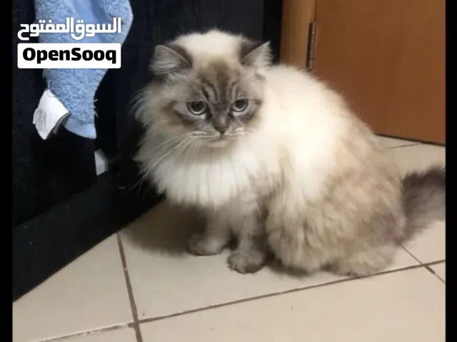 مطلوب قط للتبني في عبري