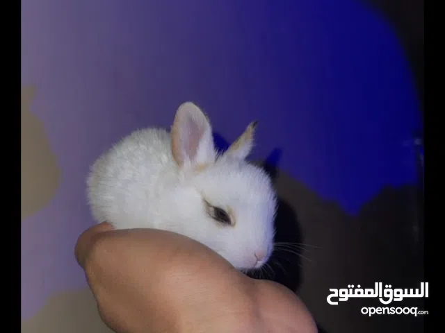ارنب لطيف للبيع