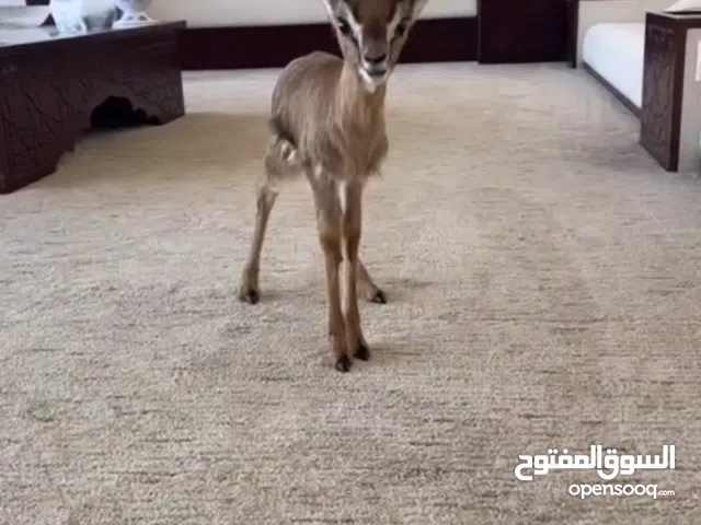 للبيع غزال ذكر العمر 10 ايام